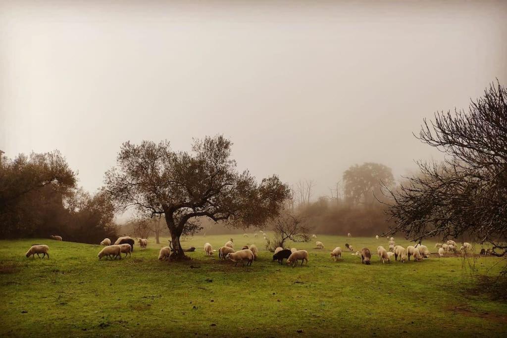 Olivae Villa Aracena Bagian luar foto