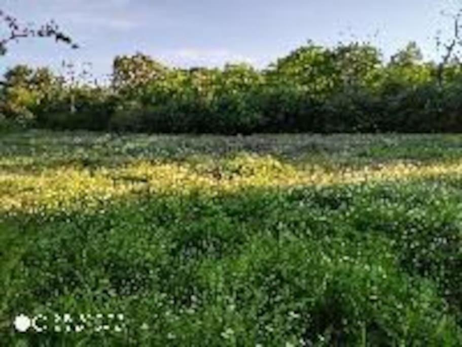 Olivae Villa Aracena Bagian luar foto