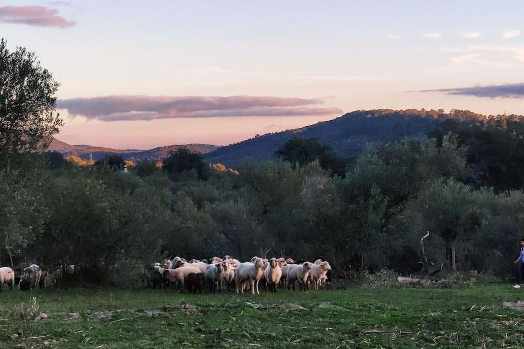 Olivae Villa Aracena Bagian luar foto