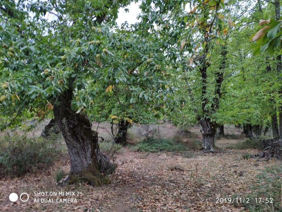 Olivae Villa Aracena Bagian luar foto